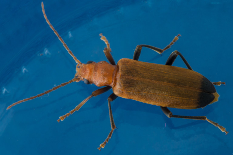 Escarabajo barrenador de los muelles o escarabajo de la madera húmeda