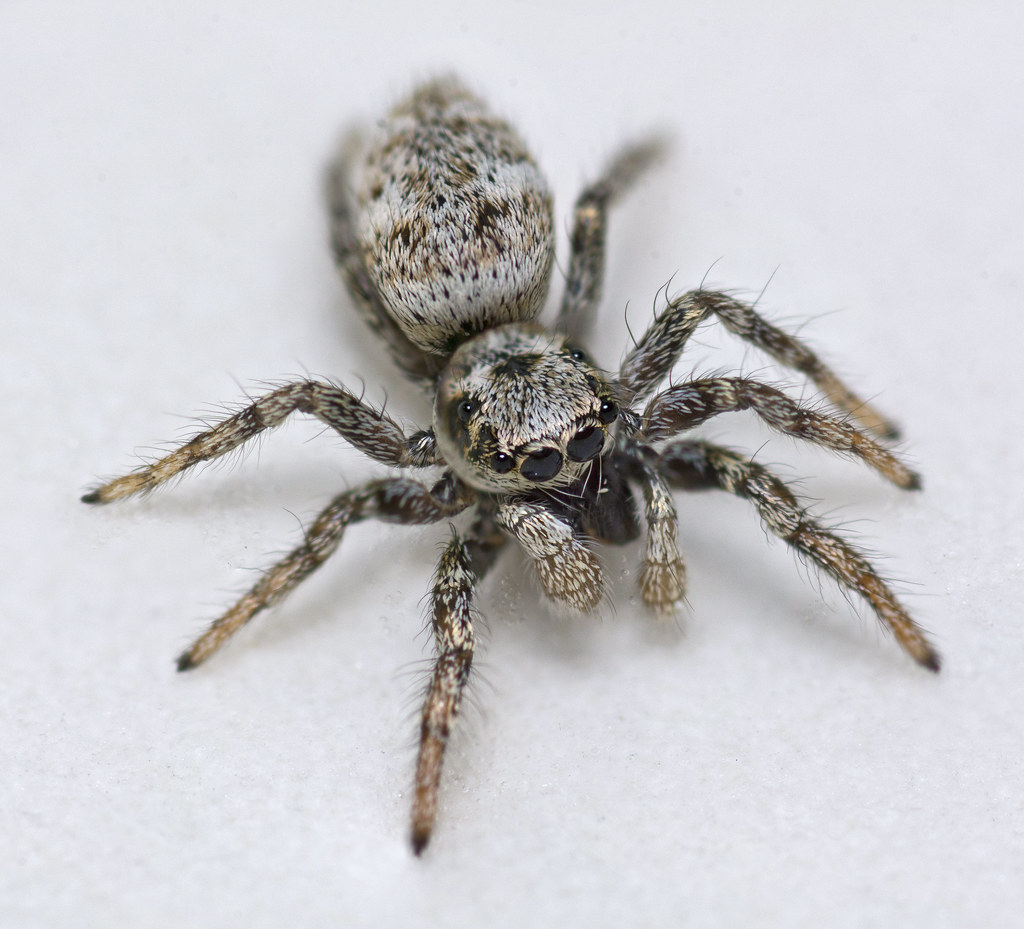 Evita a la araña cebra o saltadora con la ayuda de EZSA