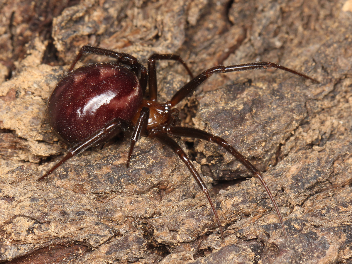 Tamaño de la araña viuda negra